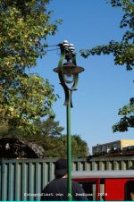 Museumsbahnhof Berlin-Sch�now