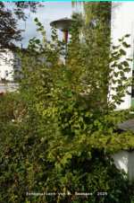 Deggendorf - Bahnhofstra�e (Privatgrundst�ck Pension Gaim)