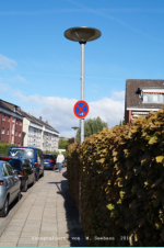 Lbeck-Travemnde - Rose