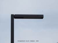 Berlin-Zehlendorf  -  Fnf Morgen